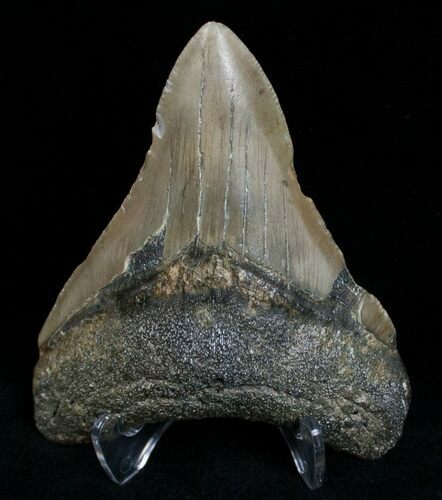 Bargain Megalodon Tooth #6995